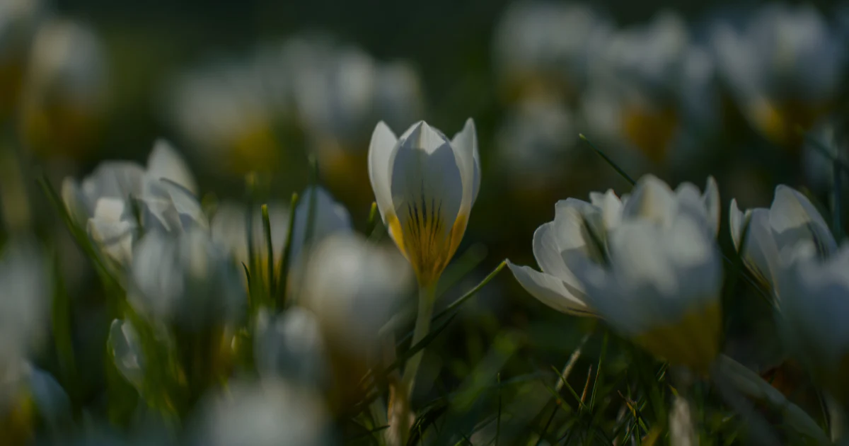 Cultivate Your Dream Outdoor Space